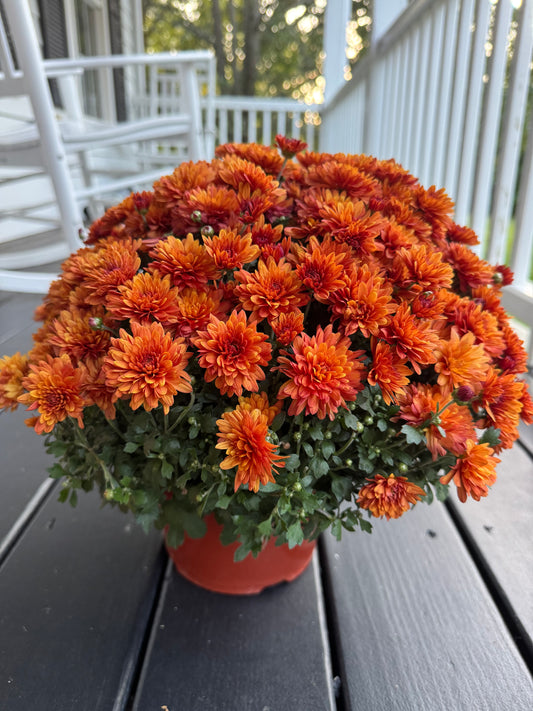 Mums (Add-On)